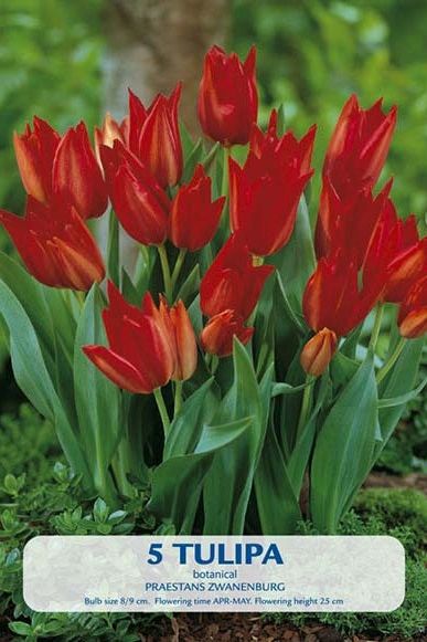 Tulip Praestans Zwanenburg 5-pakning